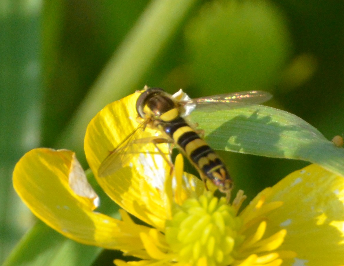 Sphaerophoria scripta? Si, maschio